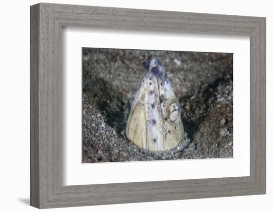 A Tiny Cleaner Shrimp Removes Parasites from a Black-Finned Snake Eel-Stocktrek Images-Framed Photographic Print