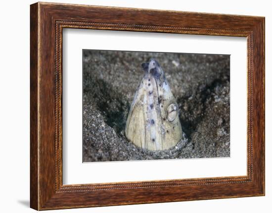 A Tiny Cleaner Shrimp Removes Parasites from a Black-Finned Snake Eel-Stocktrek Images-Framed Photographic Print