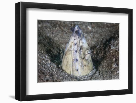 A Tiny Cleaner Shrimp Removes Parasites from a Black-Finned Snake Eel-Stocktrek Images-Framed Photographic Print