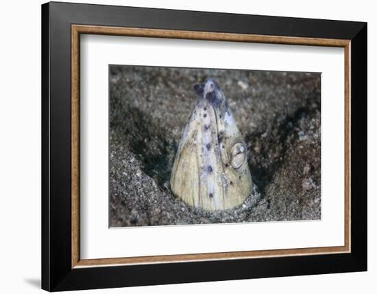 A Tiny Cleaner Shrimp Removes Parasites from a Black-Finned Snake Eel-Stocktrek Images-Framed Photographic Print