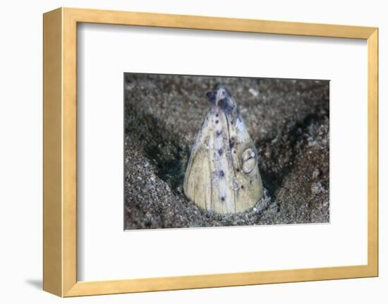 A Tiny Cleaner Shrimp Removes Parasites from a Black-Finned Snake Eel-Stocktrek Images-Framed Photographic Print