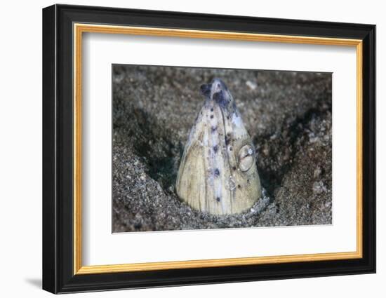 A Tiny Cleaner Shrimp Removes Parasites from a Black-Finned Snake Eel-Stocktrek Images-Framed Photographic Print