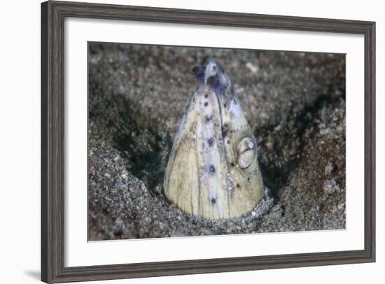 A Tiny Cleaner Shrimp Removes Parasites from a Black-Finned Snake Eel-Stocktrek Images-Framed Photographic Print