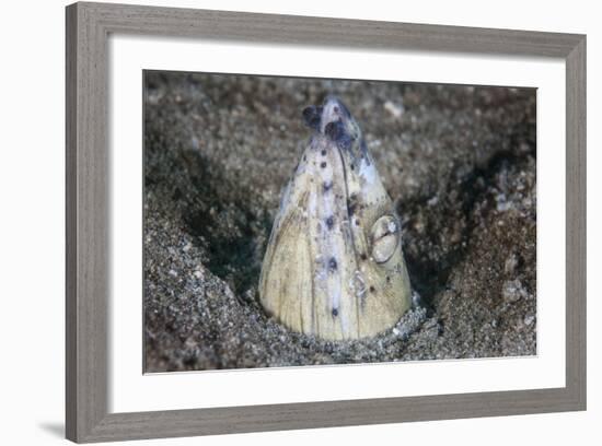 A Tiny Cleaner Shrimp Removes Parasites from a Black-Finned Snake Eel-Stocktrek Images-Framed Photographic Print