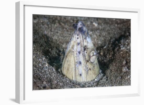 A Tiny Cleaner Shrimp Removes Parasites from a Black-Finned Snake Eel-Stocktrek Images-Framed Photographic Print