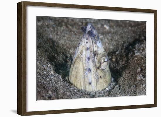 A Tiny Cleaner Shrimp Removes Parasites from a Black-Finned Snake Eel-Stocktrek Images-Framed Photographic Print