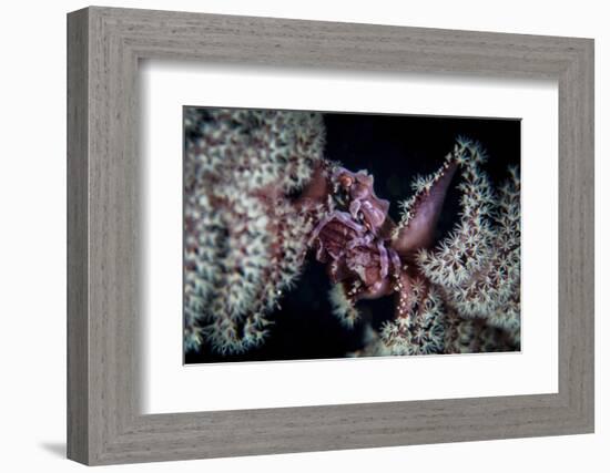 A Tiny Crab Clings to a Sea Pen on a Reef-Stocktrek Images-Framed Photographic Print