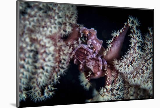 A Tiny Crab Clings to a Sea Pen on a Reef-Stocktrek Images-Mounted Photographic Print