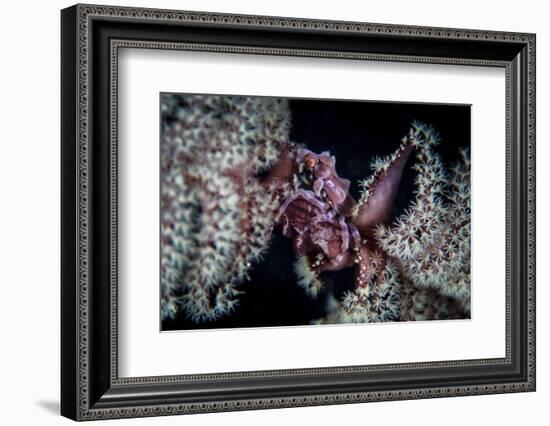 A Tiny Crab Clings to a Sea Pen on a Reef-Stocktrek Images-Framed Photographic Print