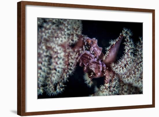 A Tiny Crab Clings to a Sea Pen on a Reef-Stocktrek Images-Framed Photographic Print