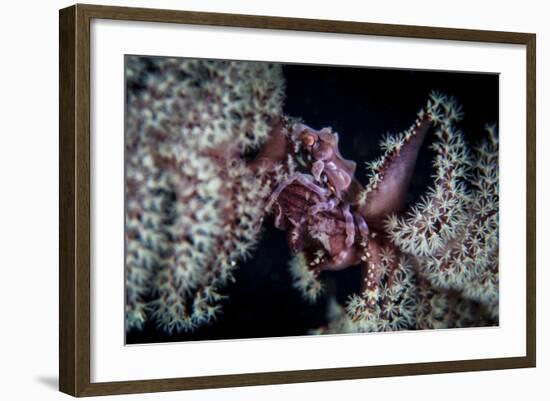 A Tiny Crab Clings to a Sea Pen on a Reef-Stocktrek Images-Framed Photographic Print