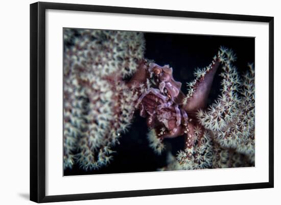 A Tiny Crab Clings to a Sea Pen on a Reef-Stocktrek Images-Framed Photographic Print