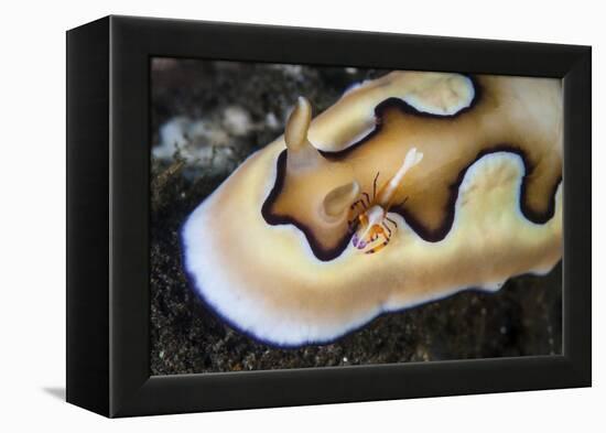 A Tiny Emperor Shrimp on a Nudibranch-Stocktrek Images-Framed Premier Image Canvas