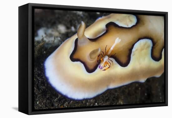 A Tiny Emperor Shrimp on a Nudibranch-Stocktrek Images-Framed Premier Image Canvas