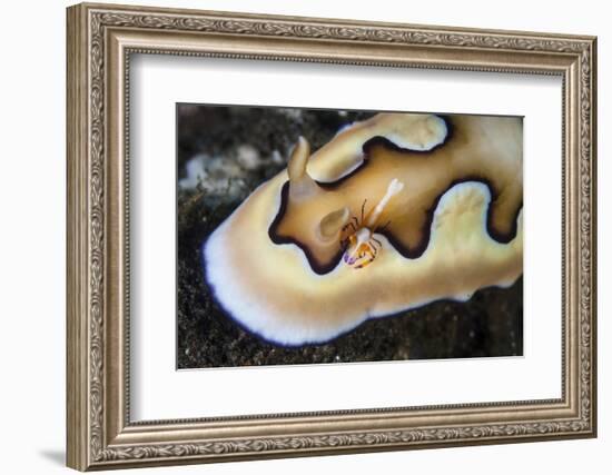 A Tiny Emperor Shrimp on a Nudibranch-Stocktrek Images-Framed Photographic Print