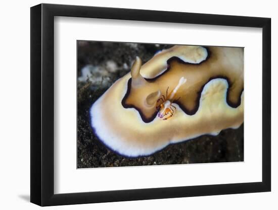 A Tiny Emperor Shrimp on a Nudibranch-Stocktrek Images-Framed Photographic Print