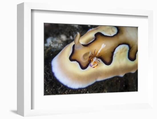 A Tiny Emperor Shrimp on a Nudibranch-Stocktrek Images-Framed Photographic Print