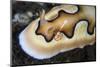 A Tiny Emperor Shrimp on a Nudibranch-Stocktrek Images-Mounted Photographic Print