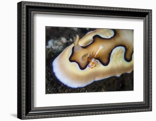 A Tiny Emperor Shrimp on a Nudibranch-Stocktrek Images-Framed Photographic Print