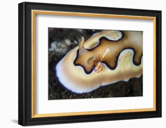 A Tiny Emperor Shrimp on a Nudibranch-Stocktrek Images-Framed Photographic Print