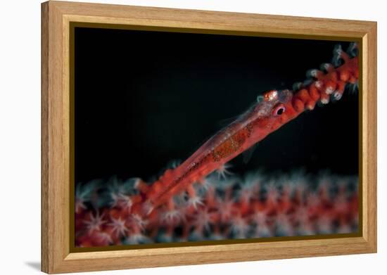 A Tiny Ghost Goby Lays on a Gorgonian-Stocktrek Images-Framed Premier Image Canvas