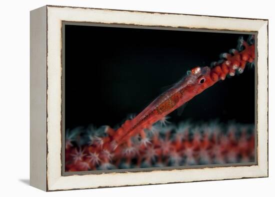 A Tiny Ghost Goby Lays on a Gorgonian-Stocktrek Images-Framed Premier Image Canvas
