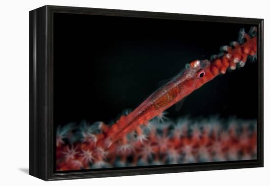 A Tiny Ghost Goby Lays on a Gorgonian-Stocktrek Images-Framed Premier Image Canvas