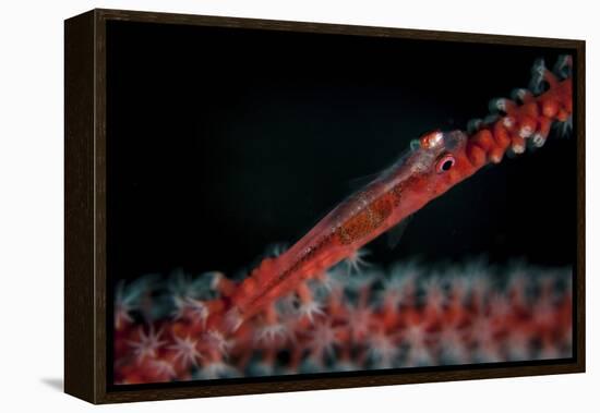 A Tiny Ghost Goby Lays on a Gorgonian-Stocktrek Images-Framed Premier Image Canvas