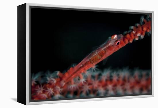 A Tiny Ghost Goby Lays on a Gorgonian-Stocktrek Images-Framed Premier Image Canvas