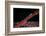 A Tiny Ghost Goby Lays on a Gorgonian-Stocktrek Images-Framed Photographic Print