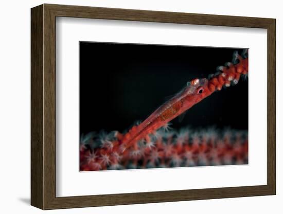 A Tiny Ghost Goby Lays on a Gorgonian-Stocktrek Images-Framed Photographic Print