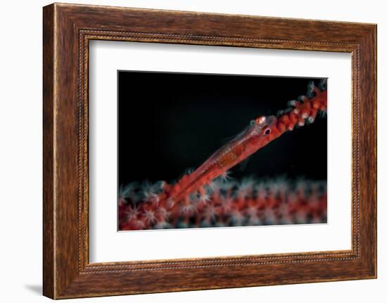 A Tiny Ghost Goby Lays on a Gorgonian-Stocktrek Images-Framed Photographic Print