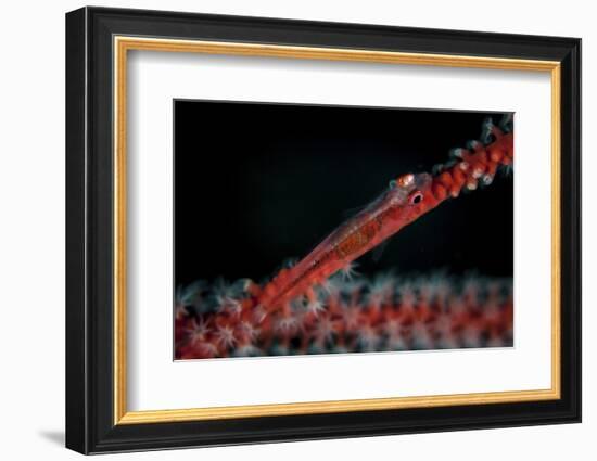 A Tiny Ghost Goby Lays on a Gorgonian-Stocktrek Images-Framed Photographic Print