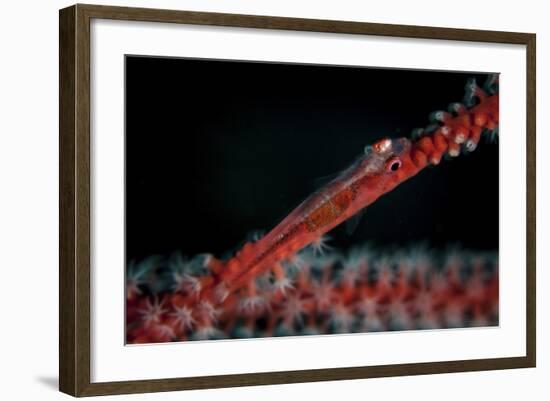 A Tiny Ghost Goby Lays on a Gorgonian-Stocktrek Images-Framed Photographic Print