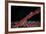 A Tiny Ghost Goby Lays on a Gorgonian-Stocktrek Images-Framed Photographic Print