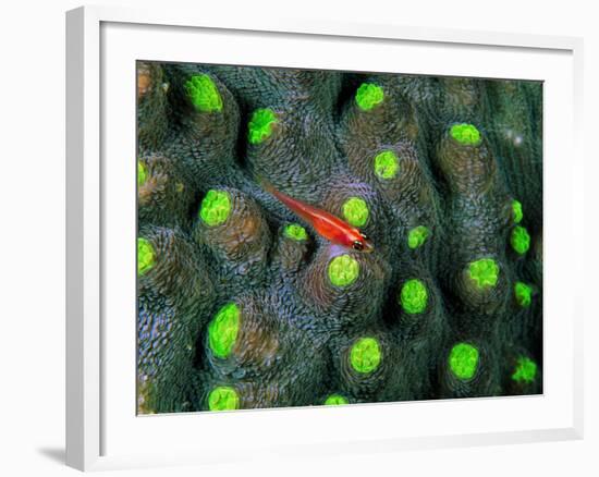 A Tiny Gobidon Gobiodon Trimma Anaima Among the Corals-Andrea Ferrari-Framed Photographic Print