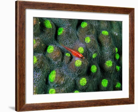 A Tiny Gobidon Gobiodon Trimma Anaima Among the Corals-Andrea Ferrari-Framed Photographic Print