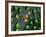 A Tiny Gobidon Gobiodon Trimma Anaima Among the Corals-Andrea Ferrari-Framed Photographic Print