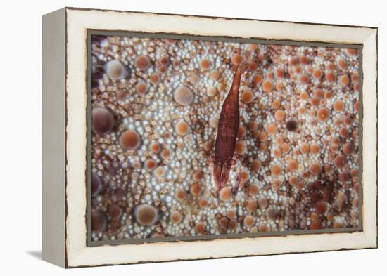 A Tiny Shrimp Lives on a Pin Cushion Sea Star-Stocktrek Images-Framed Premier Image Canvas