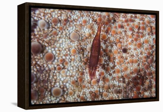 A Tiny Shrimp Lives on a Pin Cushion Sea Star-Stocktrek Images-Framed Premier Image Canvas