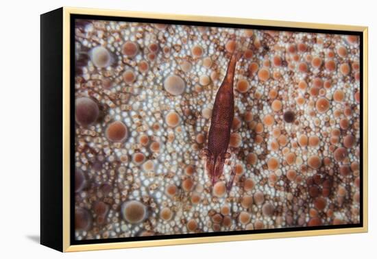 A Tiny Shrimp Lives on a Pin Cushion Sea Star-Stocktrek Images-Framed Premier Image Canvas