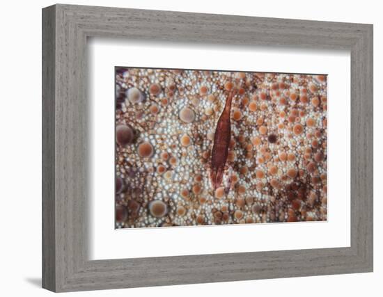 A Tiny Shrimp Lives on a Pin Cushion Sea Star-Stocktrek Images-Framed Photographic Print