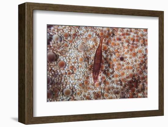 A Tiny Shrimp Lives on a Pin Cushion Sea Star-Stocktrek Images-Framed Photographic Print