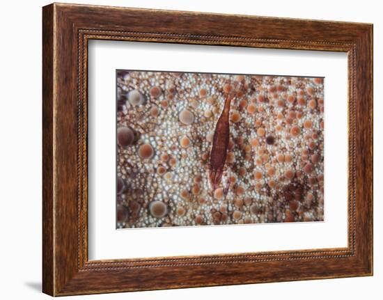 A Tiny Shrimp Lives on a Pin Cushion Sea Star-Stocktrek Images-Framed Photographic Print