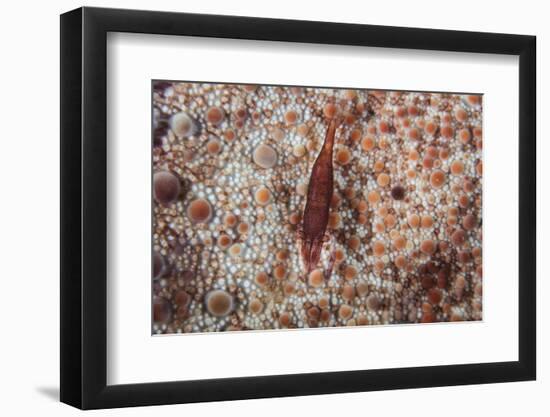 A Tiny Shrimp Lives on a Pin Cushion Sea Star-Stocktrek Images-Framed Photographic Print