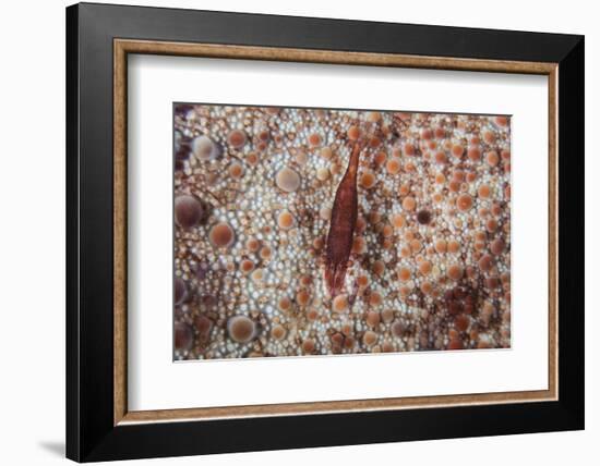 A Tiny Shrimp Lives on a Pin Cushion Sea Star-Stocktrek Images-Framed Photographic Print