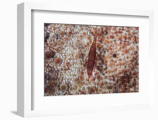 A Tiny Shrimp Lives on a Pin Cushion Sea Star-Stocktrek Images-Framed Photographic Print