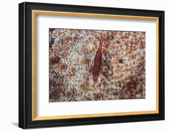 A Tiny Shrimp Lives on a Pin Cushion Sea Star-Stocktrek Images-Framed Photographic Print