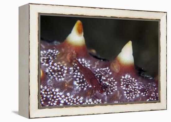 A Tiny Shrimp Lives on a Starfish in Lembeh Strait, Indonesia-Stocktrek Images-Framed Premier Image Canvas