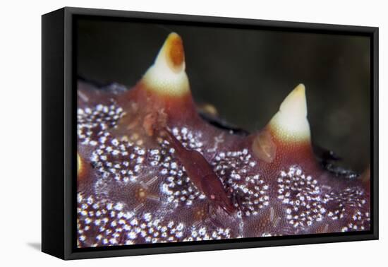 A Tiny Shrimp Lives on a Starfish in Lembeh Strait, Indonesia-Stocktrek Images-Framed Premier Image Canvas